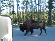 Bison, Yellowstone Hayden Valley